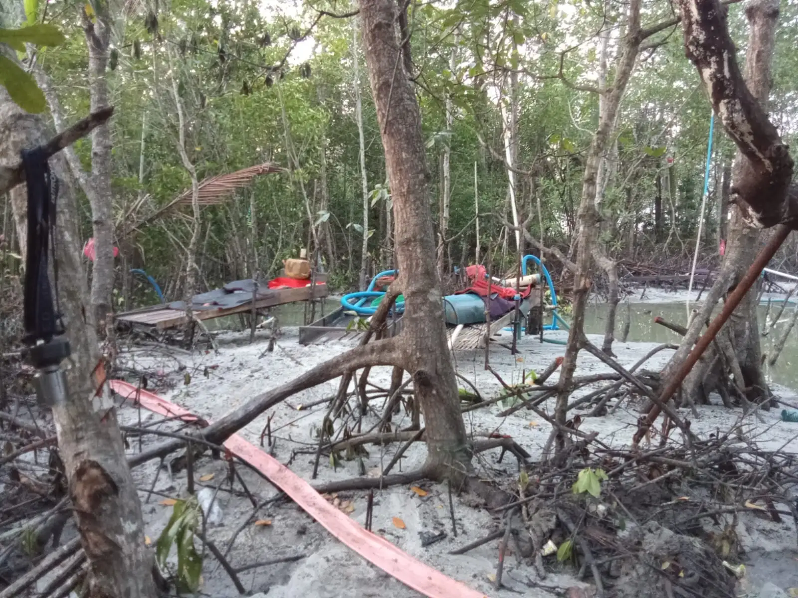 Dugaan Tambang Ilegal Jenis User Rusak Hutan Bakau di Pait Jaya