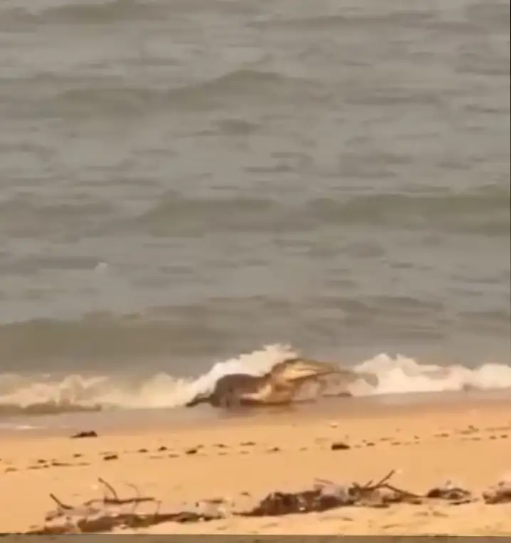 Kemunculan Buaya Liar Di Pantai Baru, Mentok, Bangka Barat